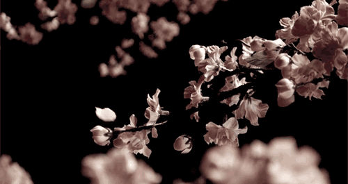 樱花 植物 花瓣 飘落