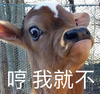 萌宠 小马 我就不 哼 搞怪 逗