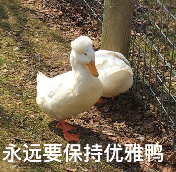 鸭gif表情包鸭gif