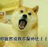 狗狗 可爱 呆萌 斗图 你居然说我不是帅比