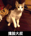 撞脸大叔 猫咪 挠人 可爱