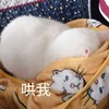 萌宠 猫星人 哄我 生气 呆萌 可爱