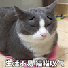 萌宠 猫星人 生活不易 猫猫叹气 呆萌 可爱