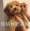 萌宠 猫星人 你给我老实点 生气 呆萌 可爱