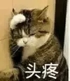 萌宠 喵星人 头疼 难受 可爱 呆萌
