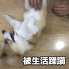 萌宠 汪星人 被生活蹂躏 我太难了 搞怪 逗