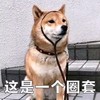 萌宠 汪星人 这是一个圈套 无奈 搞怪 逗