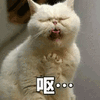 沙雕猫 猫咪 猫 可爱猫 猫表情包 猫咪表情包 小猫