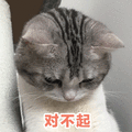 猫 对不起 我错了