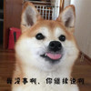 萌宠 汪星人 我没事啊 你继续说啊 搞怪 呆萌 逗