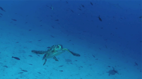 海底世界 海龟 努力向上