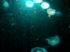 水母 鱼 蓝色 夜明