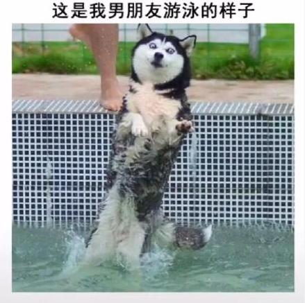 男朋友 汪星人 哈士奇 搞笑 萌宠
