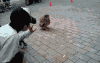 过年 猫头鹰 可爱 萌萌哒 小步跑