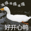 萌宠 鸭子 好开心呀 我太开心了 可爱 活泼