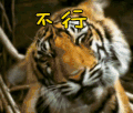 老虎 摇头 不行 拒绝