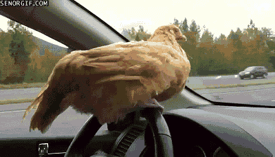 母鸡 chicken 开车 马路上