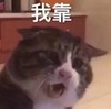 萌宠 猫星人 我靠 生气 呆萌 可爱