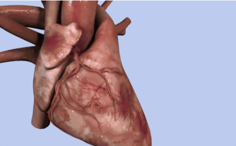医学 medicine science 心脏 导管