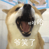 萌宠 汪星人 哈哈哈 爷笑了 搞怪 逗