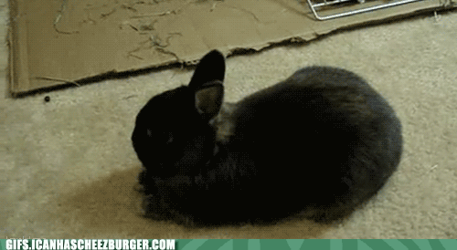 兔子 黑兔 装死