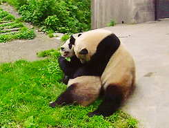 熊猫 推到 污 天然呆 动物 panda