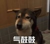 萌宠 汪星人 气鼓鼓 生气 呆萌 可爱
