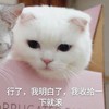 萌宠 猫星人 行了 我明白了 呆萌 可爱
