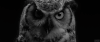 黑白的 black and white 猫头鹰 动物