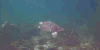 海底 乌龟 海龟 游泳