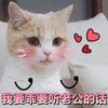萌宠 猫星人 要乖 要听老公的话 呆萌 可爱