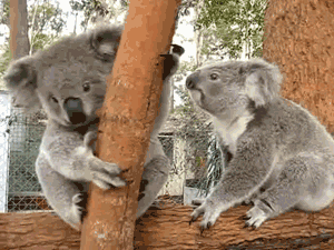 考拉 懒懒不想动 有趣 宝宝 萌化了 动物 koala