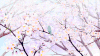 动画 卡通 漫画   风景