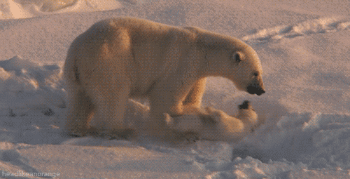 北极熊 萌宠 可爱 雪地