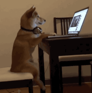 狗狗 玩电脑 耳麦 桌子