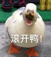 萌宠 鸭子 滚开呀 你走开 傲娇 可爱