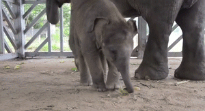大象 动物 小崽崽 吃东西
