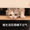 萌宠 猫星人 被生活压得踹不过来气 无奈 呆萌 可爱