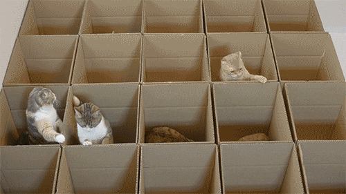 盒子 猫咪 群居 跳跃
