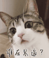 猫咪 大眼睛 可爱 谁在装逼