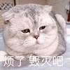 萌宠 猫星人 烦了 毁灭吧 呆萌 可爱