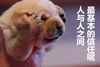 狗狗 捂脸 可爱 人与人 信任