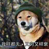 狗 汪星人 又穷又衰