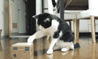 萌宠 猫 蒙圈 懵