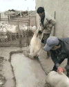洗澡 泥水 越弄越脏 搞笑