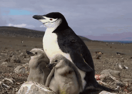 地球脉动 小企鹅 等候 纪录片