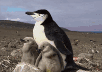 地球脉动 小企鹅 等候 纪录片