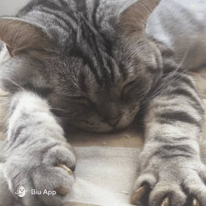猫咪 趴着 睡觉 爪子