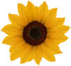 贴纸 花 小黄花