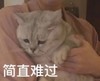 萌宠 猫星人 简直难过 可怜 呆萌 可爱
